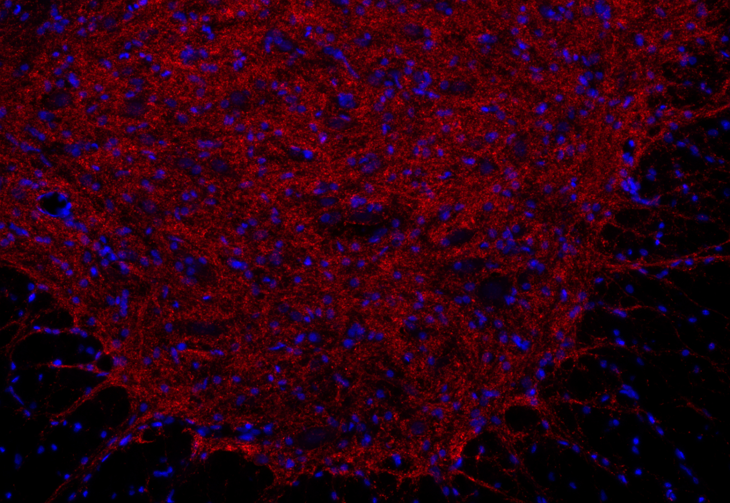Gephyrin Recombinant chicken - image 2