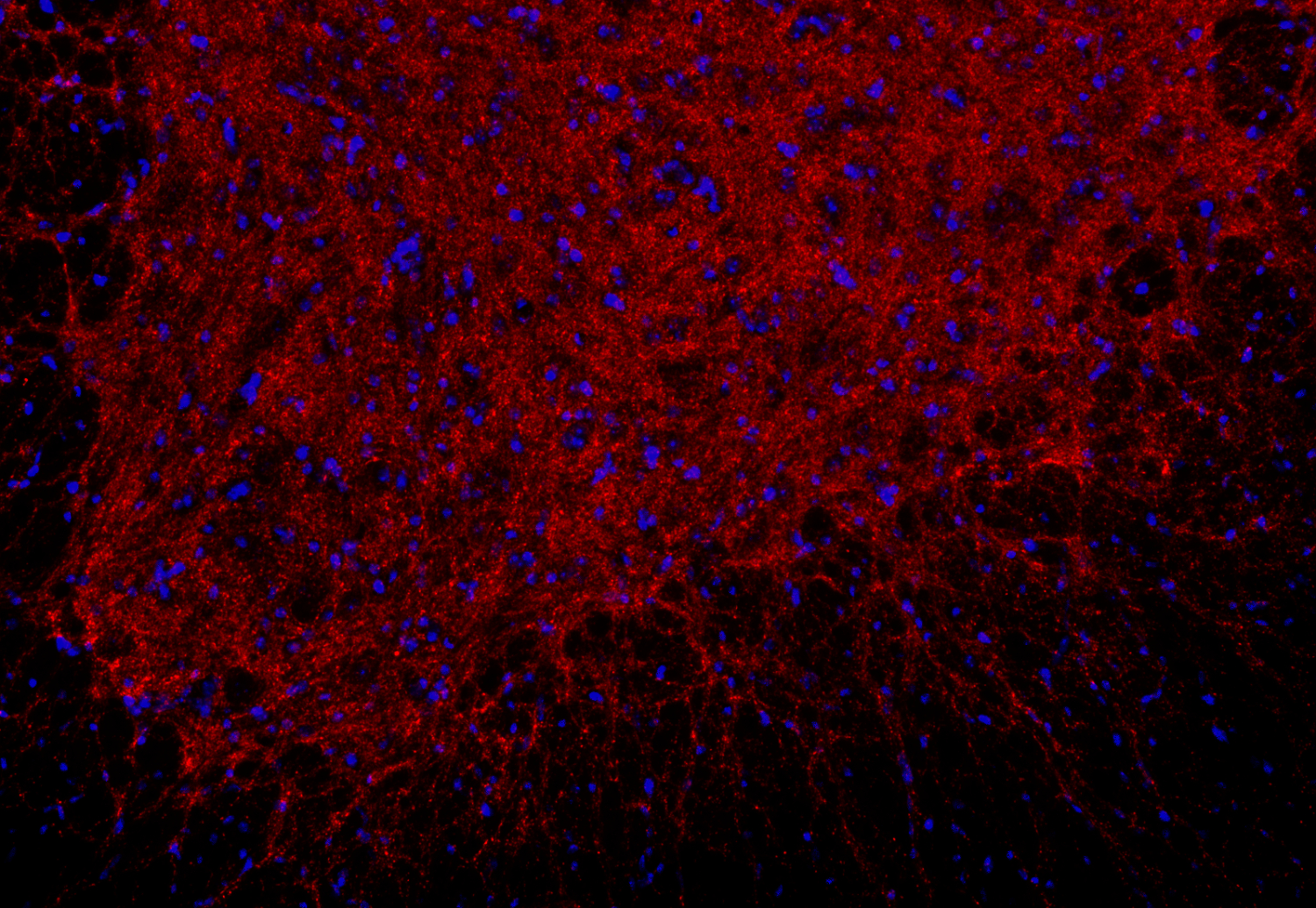 Gephyrin Recombinant chicken - image 3