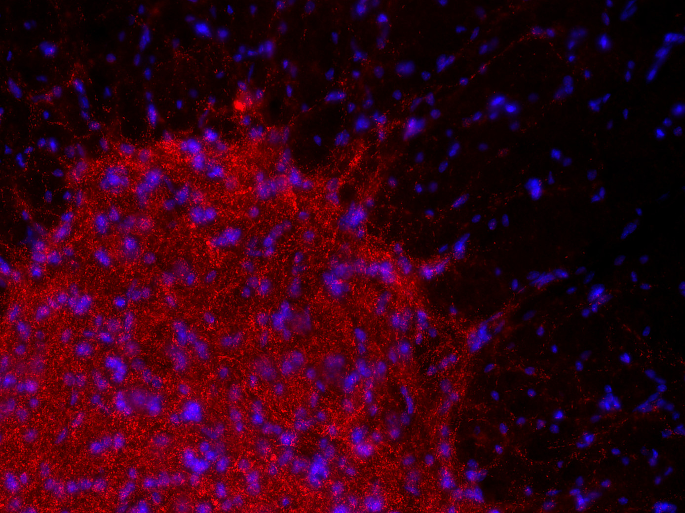 Gephyrin Recombinant human - image 2