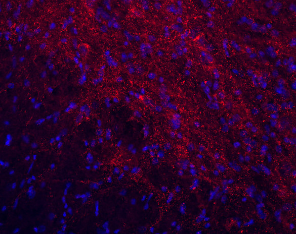 Gephyrin Recombinant Guinea pig - image 2
