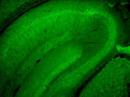 Snapin Polyclonal rabbit antiserum - image 2