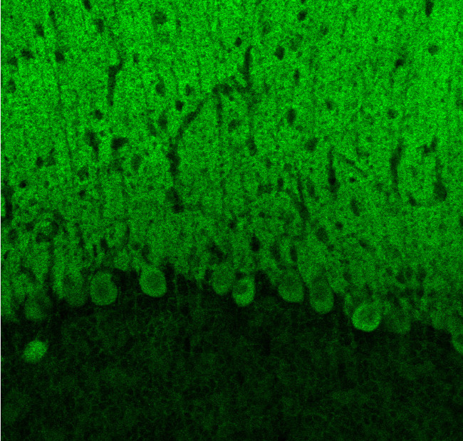 Ca2+ channel P/Q-type alpha-1A, Polyclonal Guinea pig purified antibody