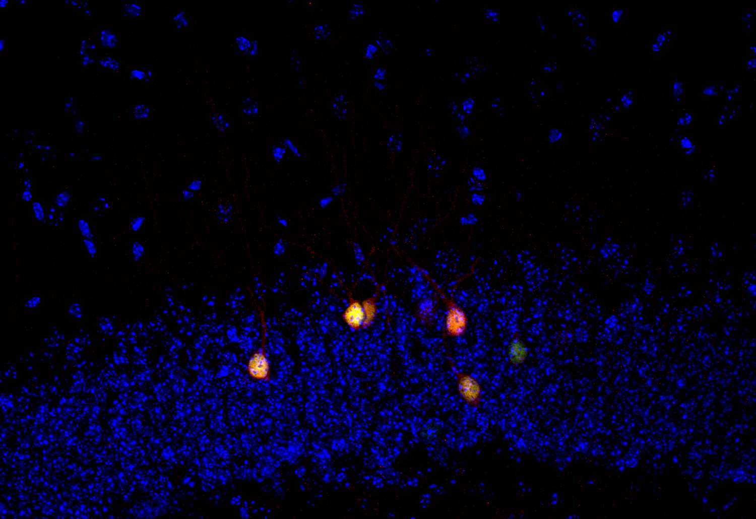 Arc Recombinant rabbit - image 4