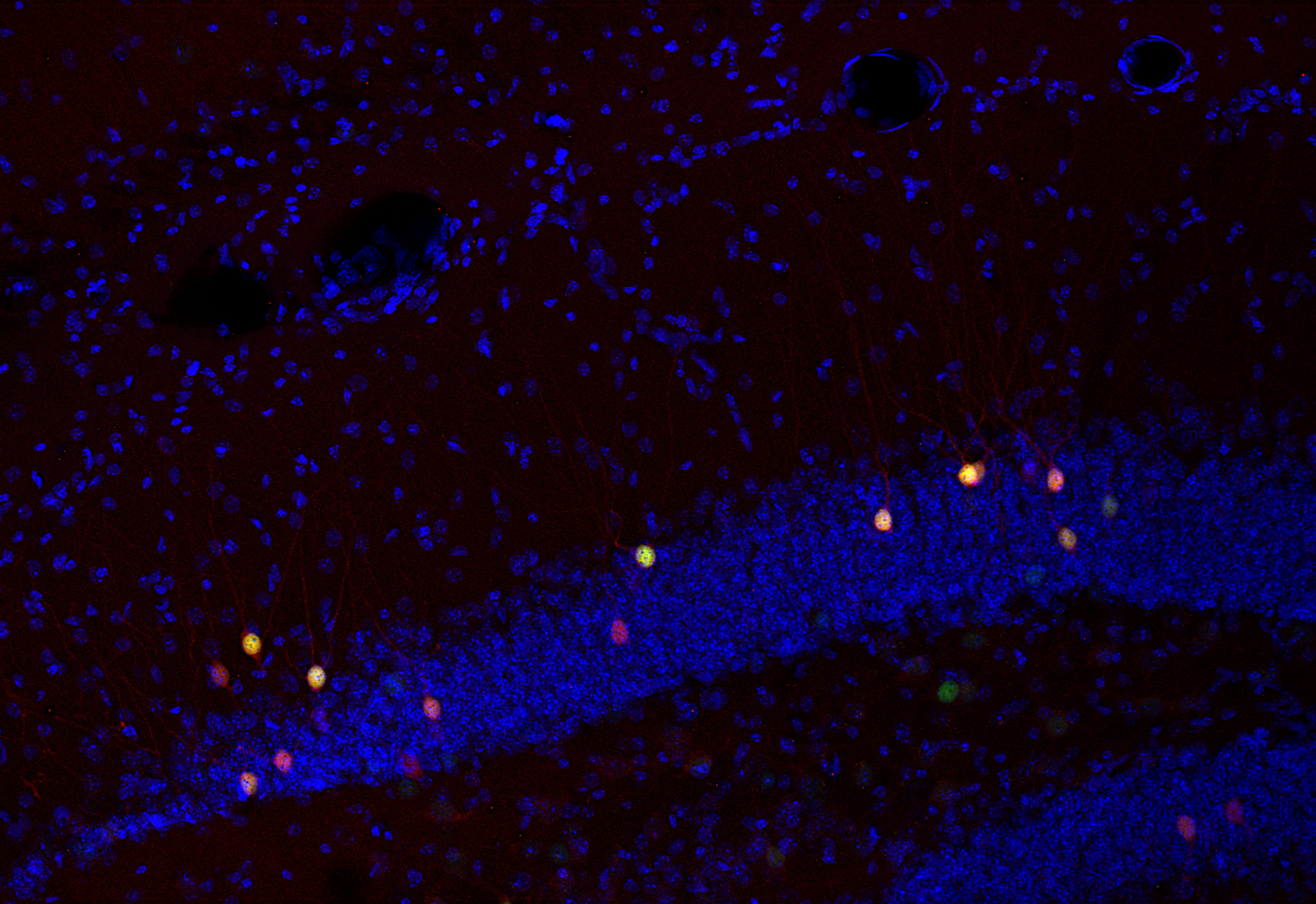 Arc Recombinant rabbit - image 5