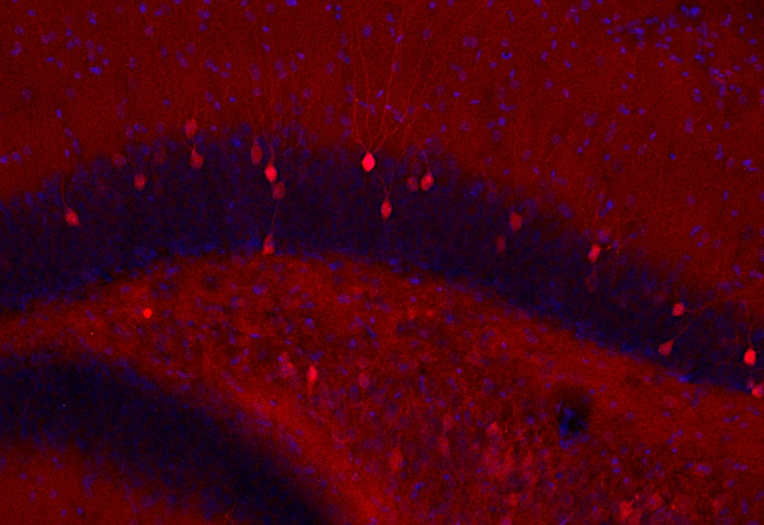 Arc, Recombinant chicken
