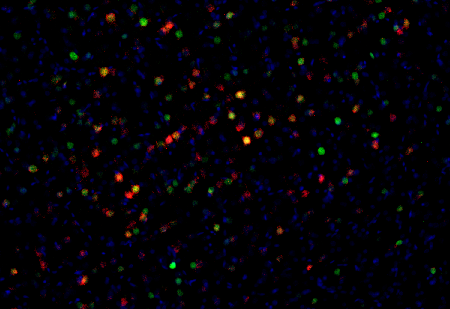 Arc, Recombinant chicken