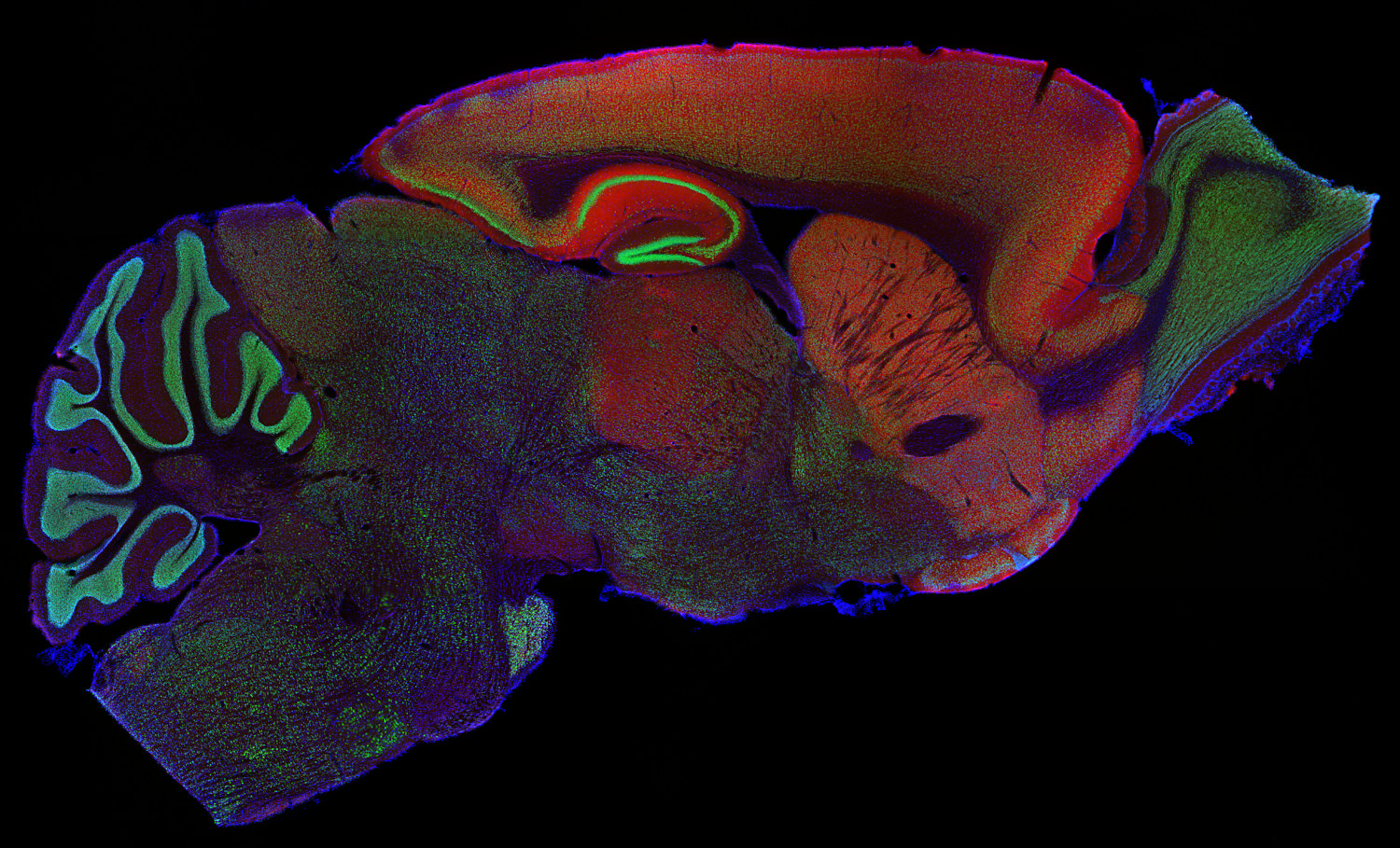Homer1b/c Recombinant rabbit - image 3