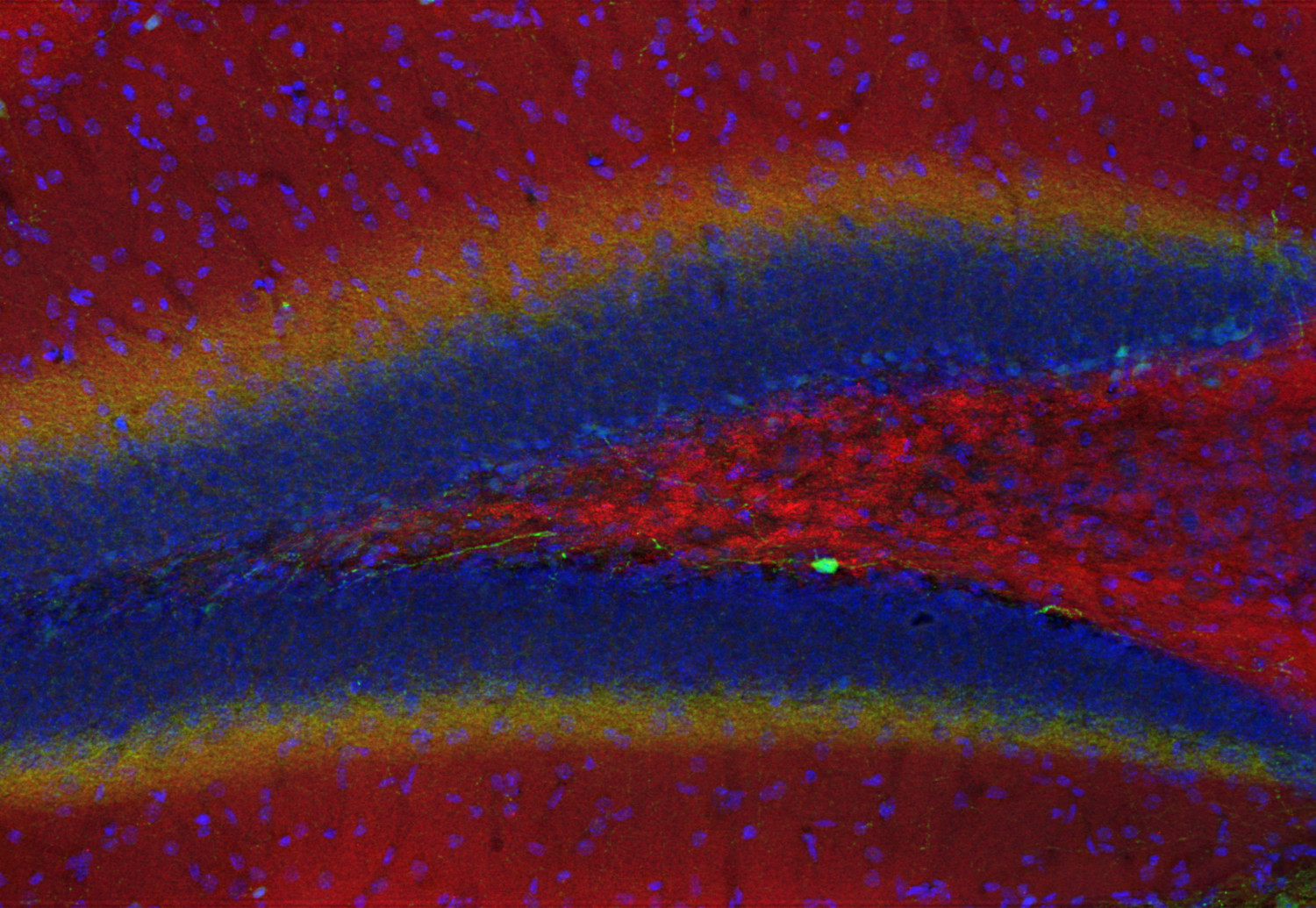 Homer1b/c Recombinant rabbit - image 4