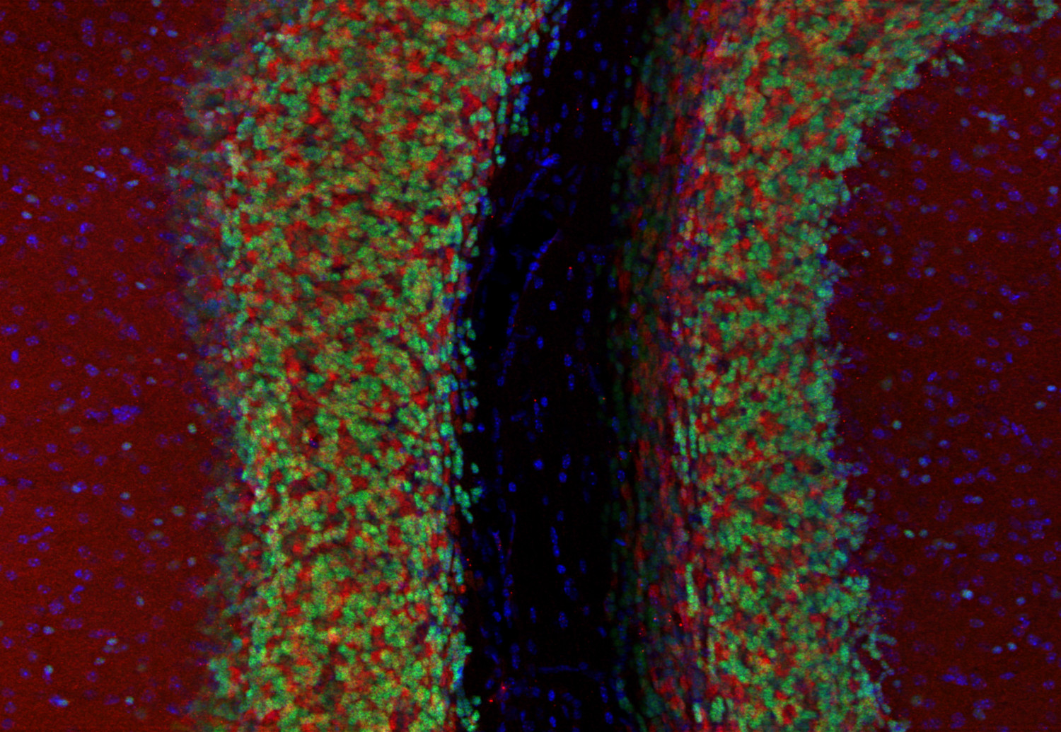 Homer1b/c Recombinant rabbit - image 5