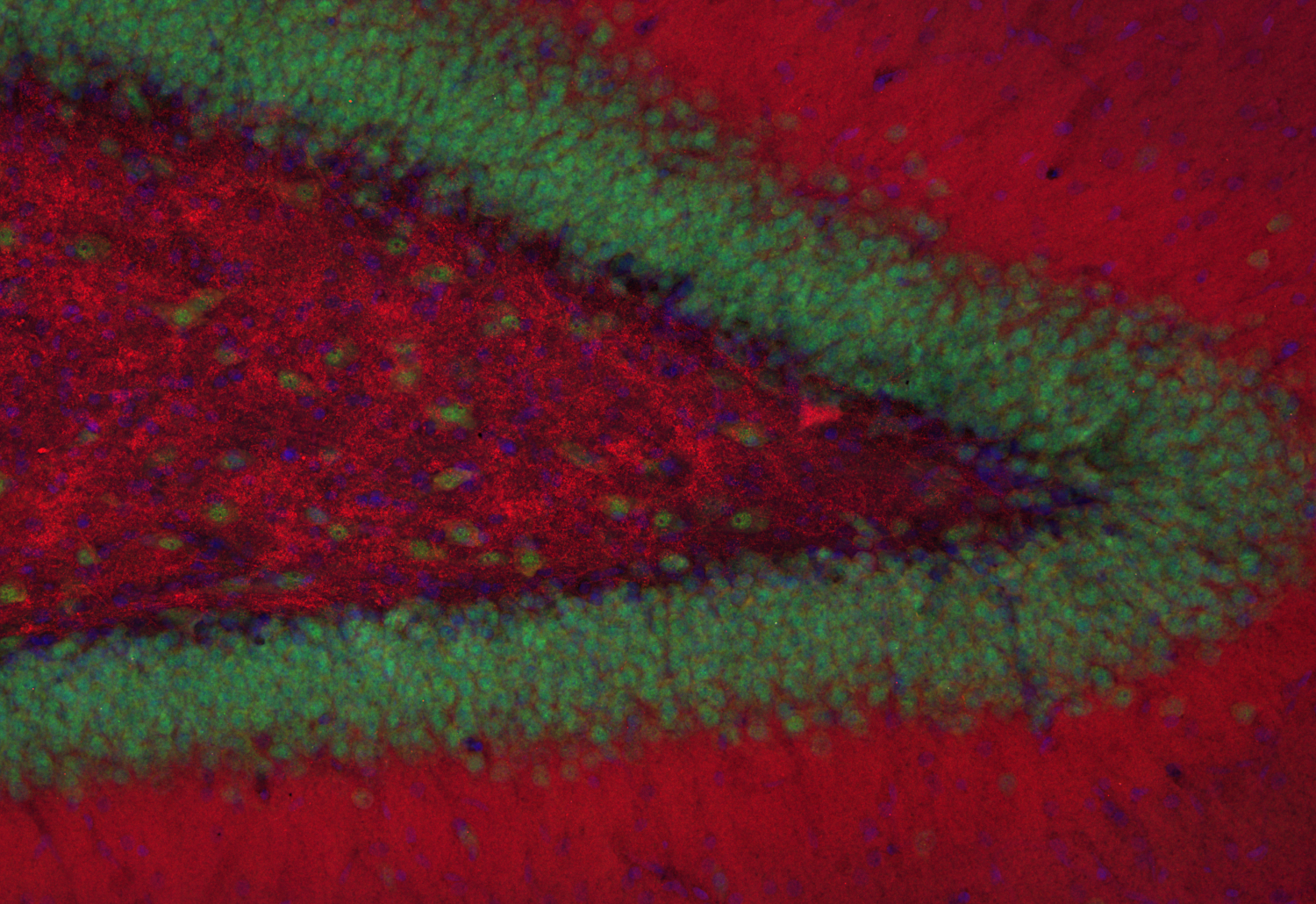 Homer1b/c Recombinant chicken - image 5