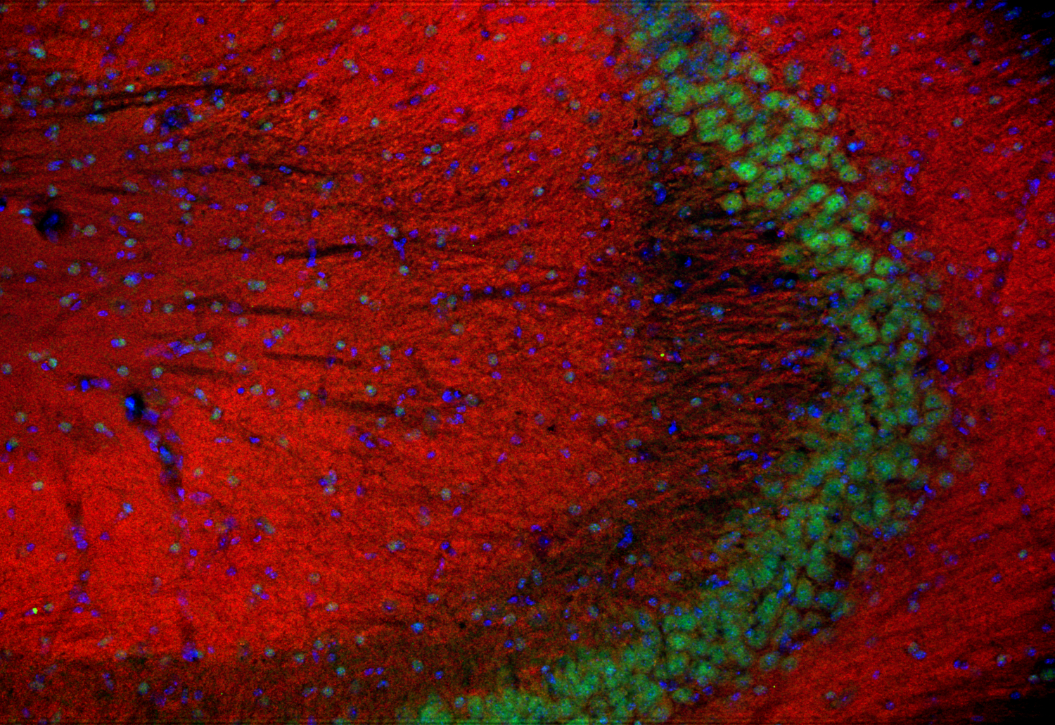 Homer1b/c Recombinant Guinea pig - image 4