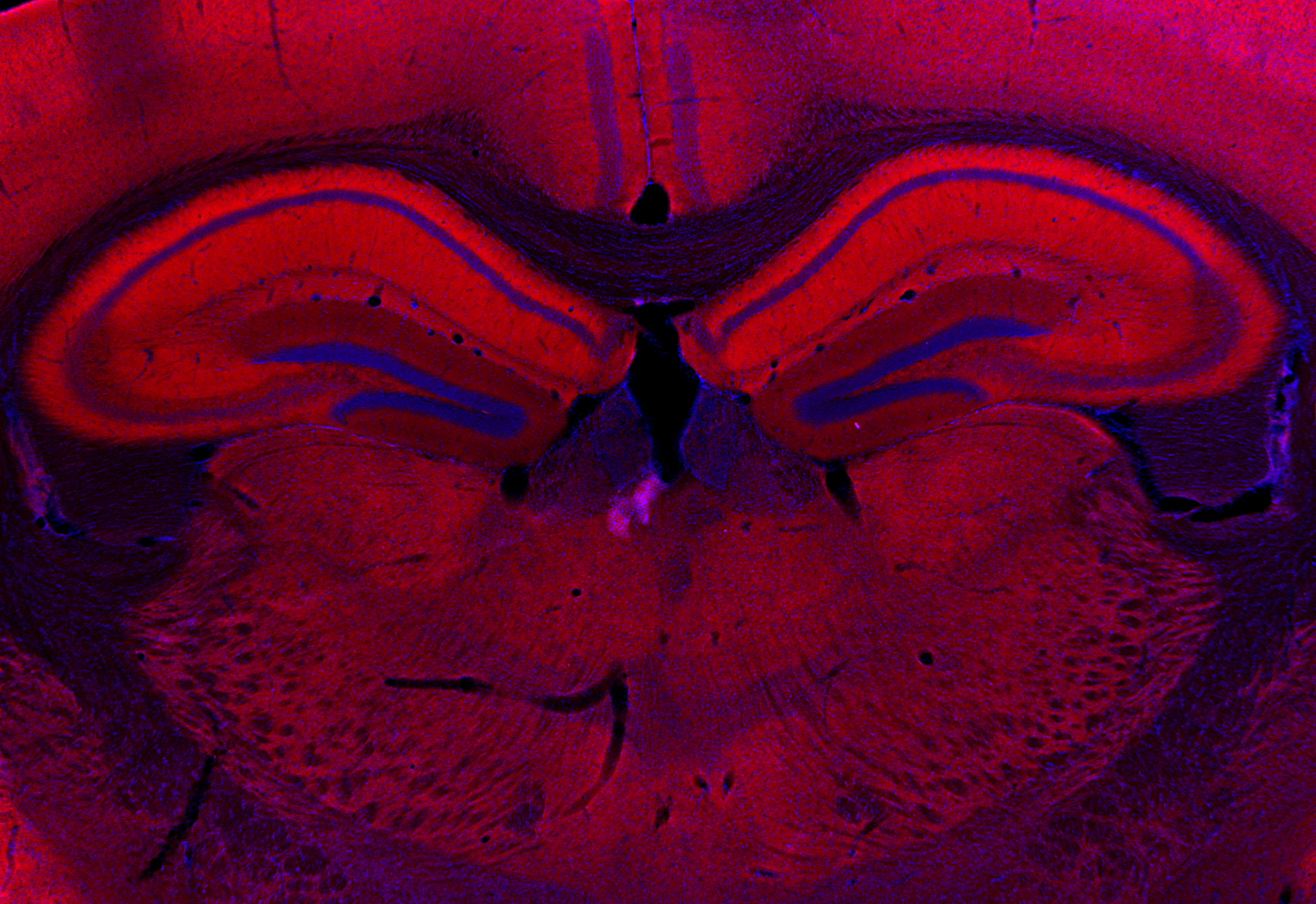 Homer1b/c Recombinant Guinea pig - image 5