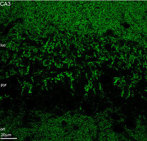 Shank1/2/3 Monoclonal mouse purified IgG - image 2