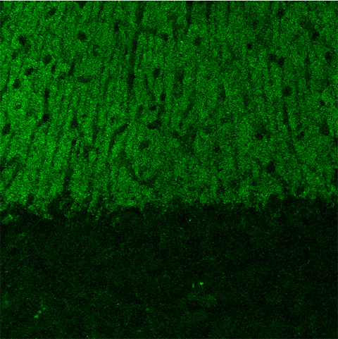 Shank2 Polyclonal rabbit antiserum - image 3