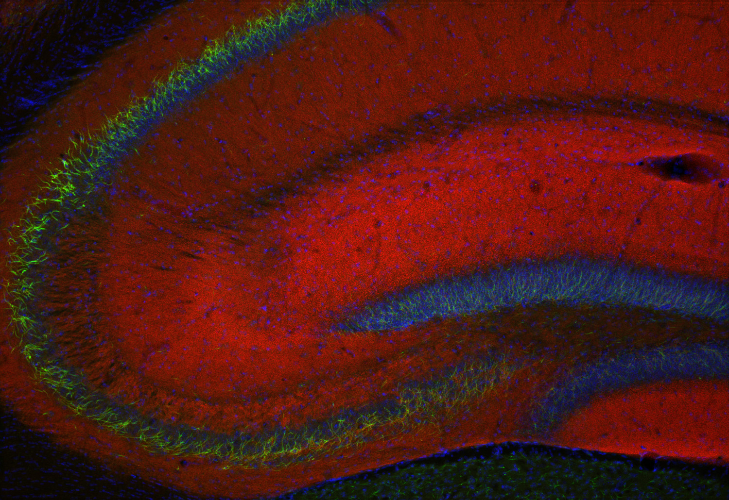 Synaptopodin Recombinant rabbit - image 5