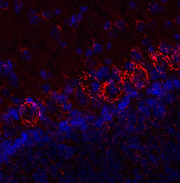 Vti1b, Polyclonal rabbit antiserum