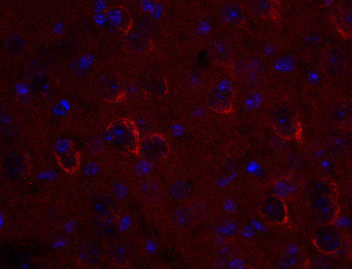 Vti1a, Polyclonal rabbit antiserum