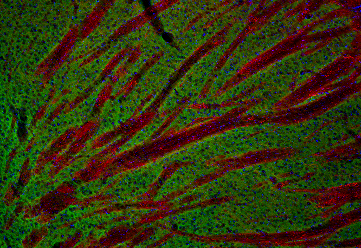 Neurofilament H Recombinant rabbit - image 5