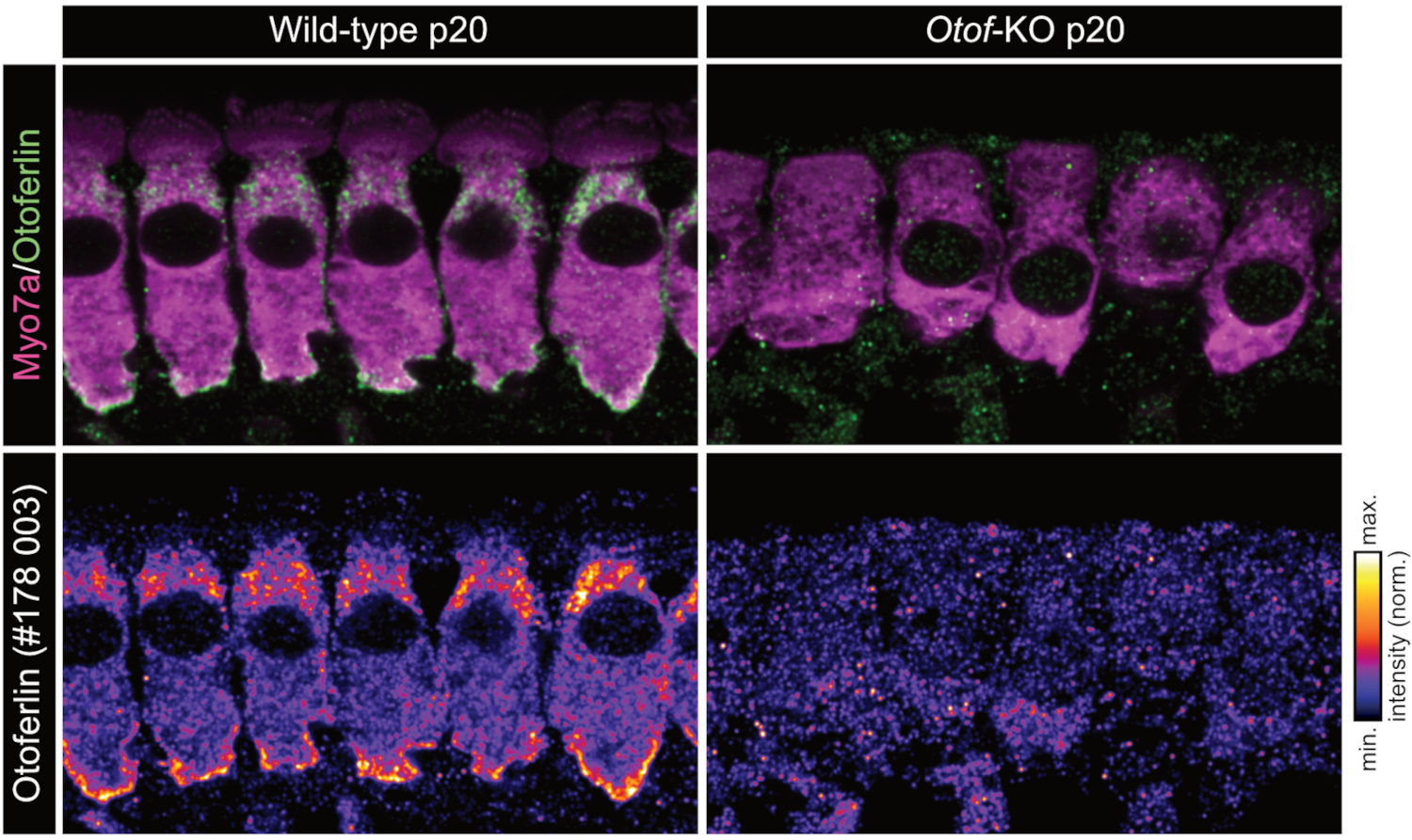 Otoferlin, Polyclonal rabbit purified antibody