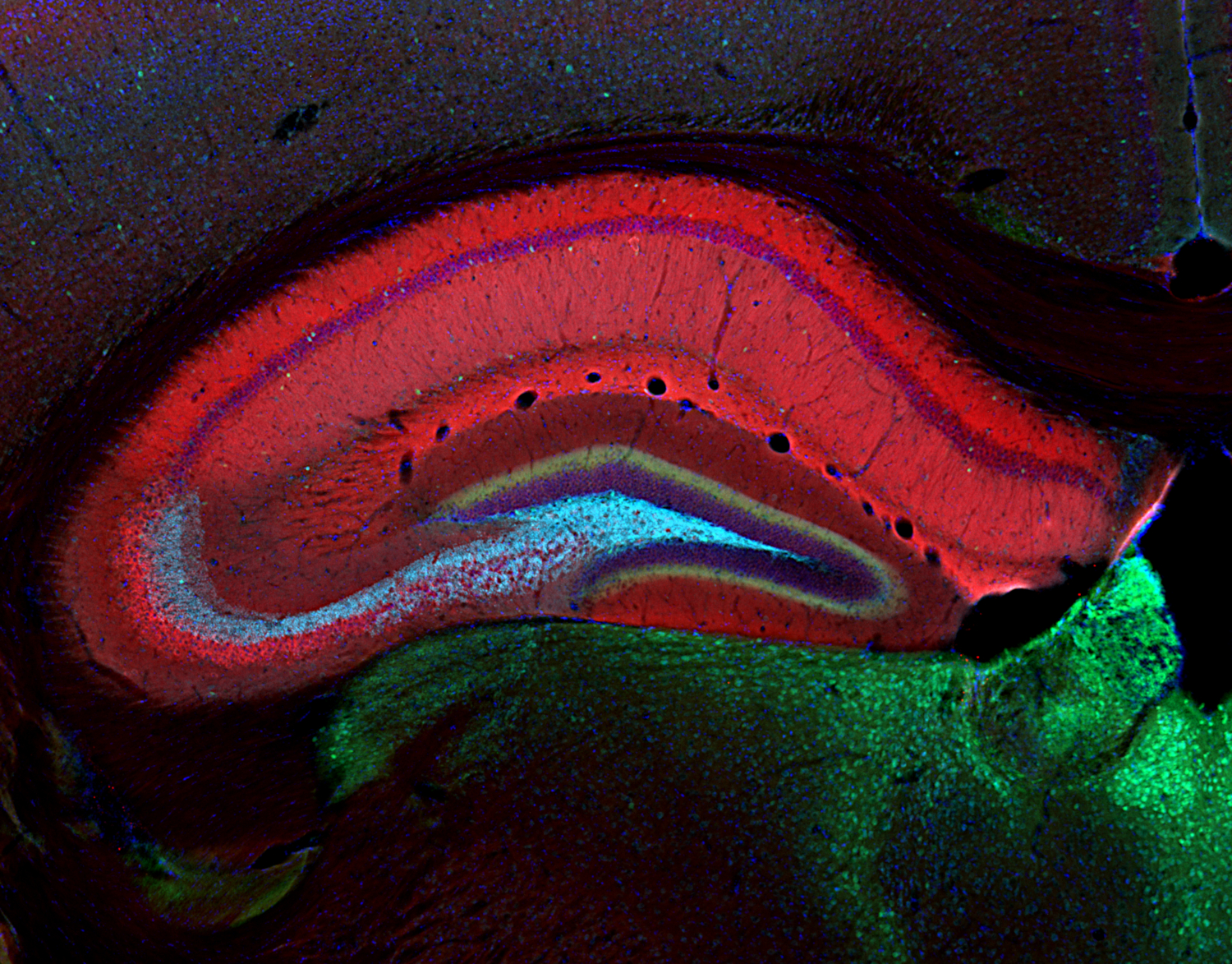 GluA2 Recombinant rabbit - image 5