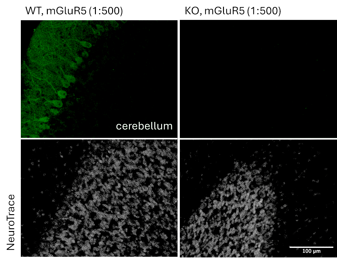 mGluR5, Recombinant rabbit
