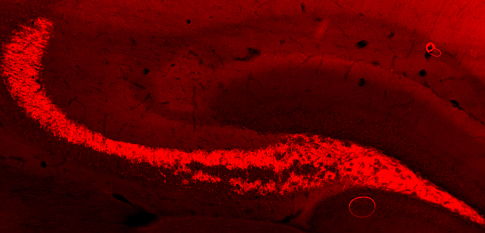 ZnT3, Polyclonal rabbit antiserum