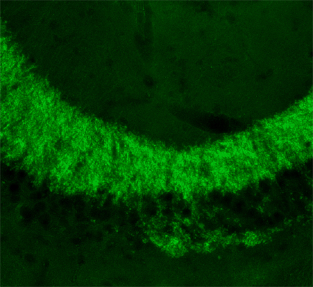 ZnT3, Polyclonal Guinea pig antiserum