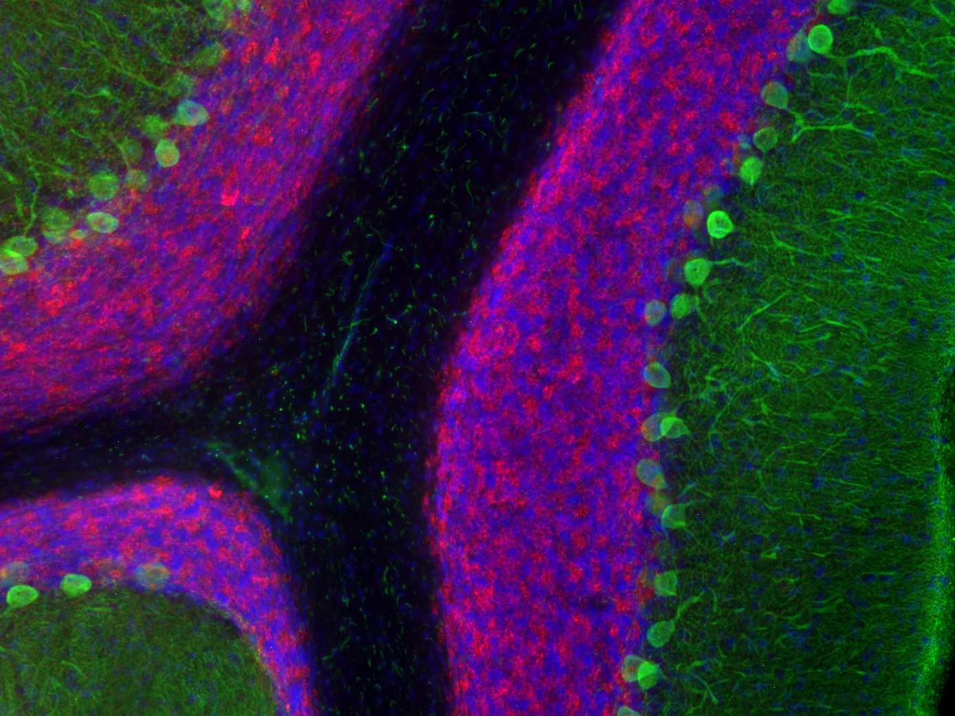 GAD2 / GAD65 Recombinant rabbit - image 5
