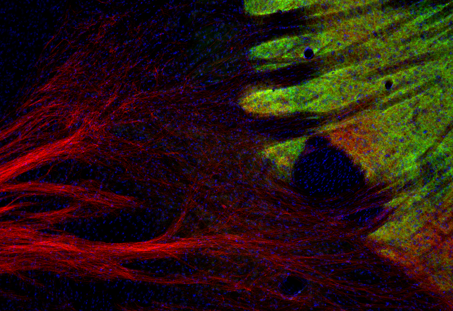 Tyrosine hydroxylase Recombinant Guinea pig - image 5