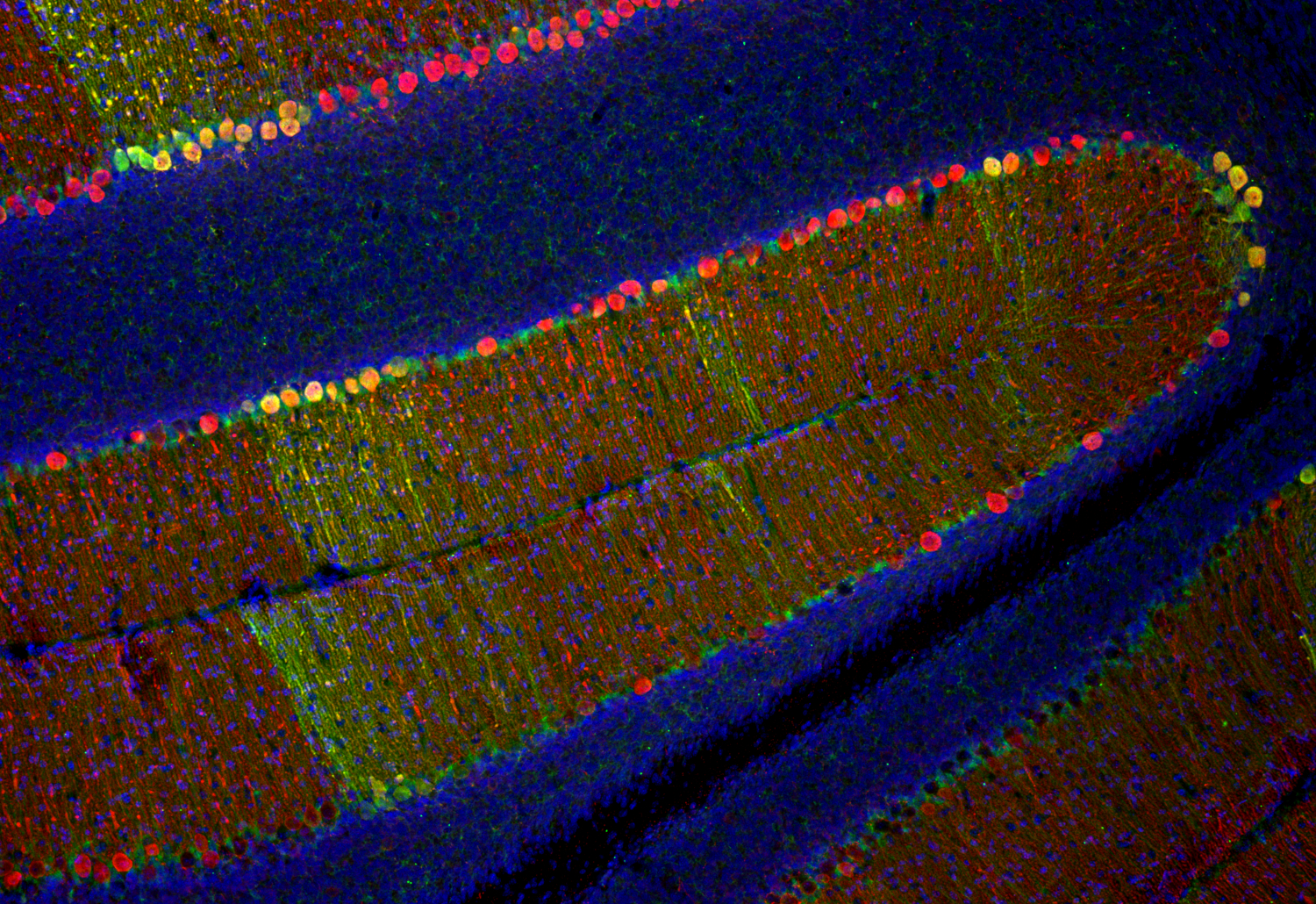 Calbindin D28k Recombinant chicken - image 4