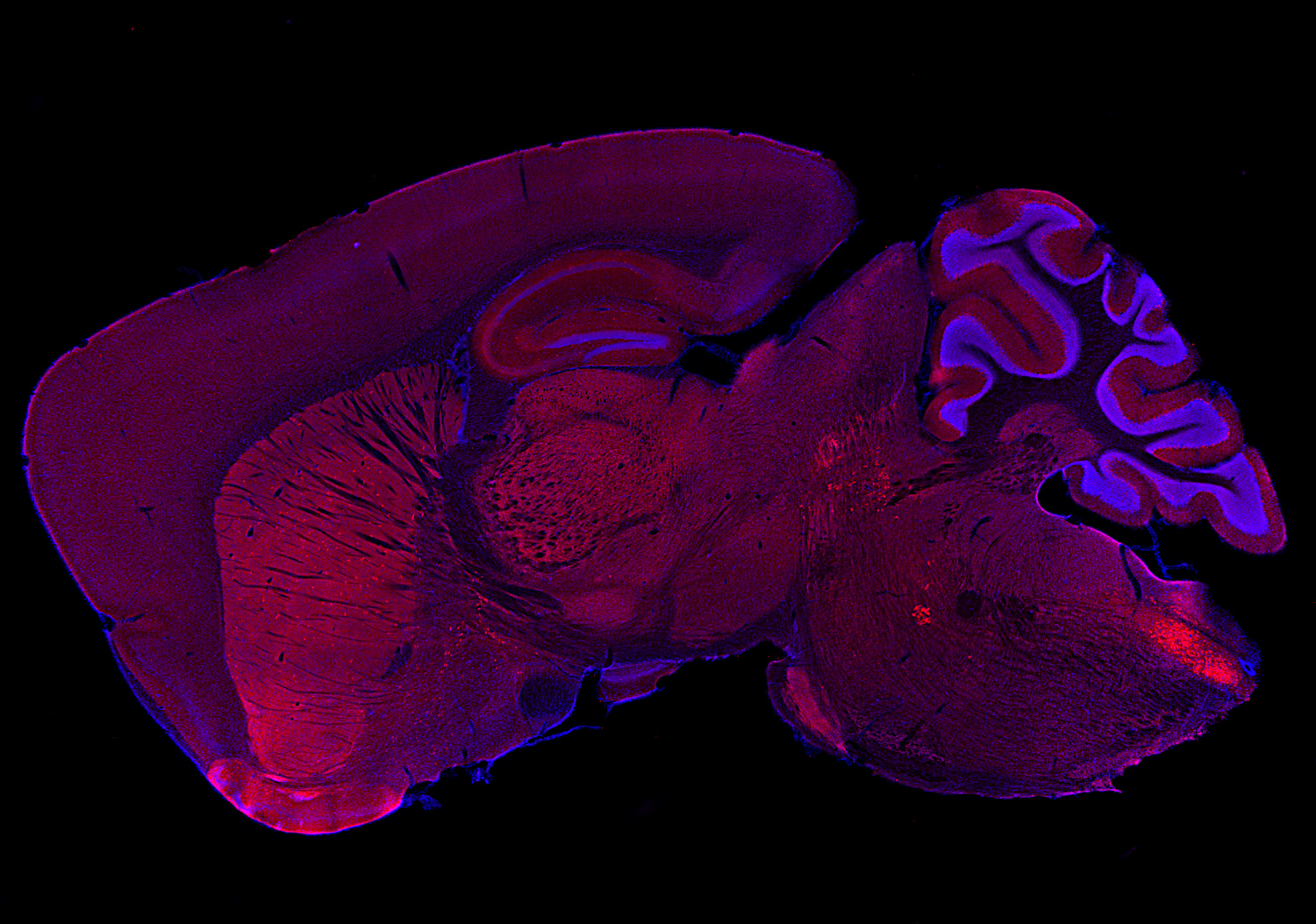 ChT, Recombinant rabbit