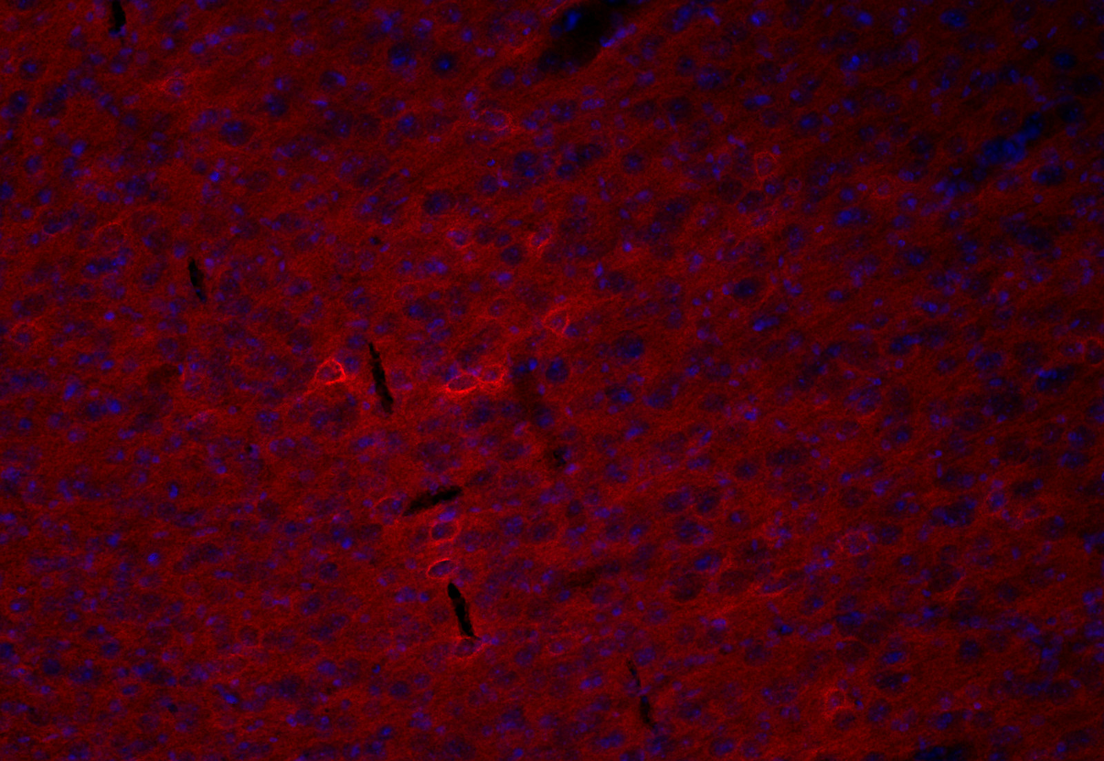 Tenascin-R Recombinant rabbit - image 3