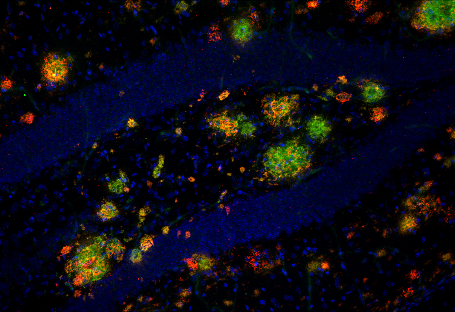 Abeta40, Recombinant rabbit