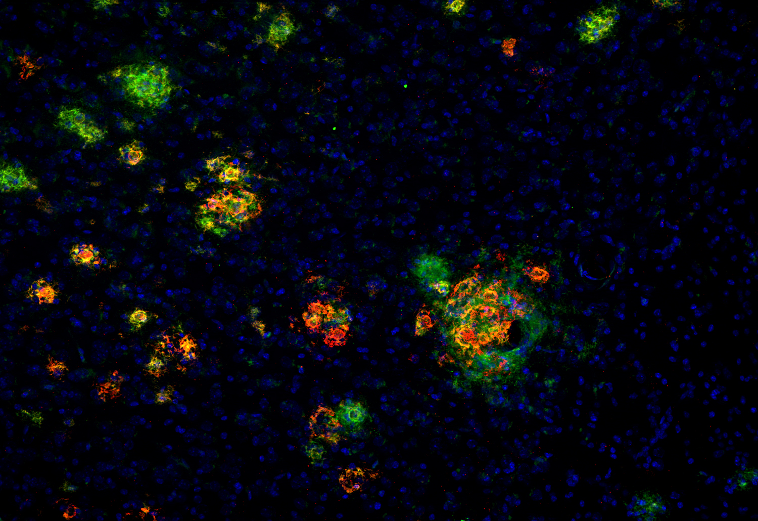 Abeta40, Recombinant rabbit