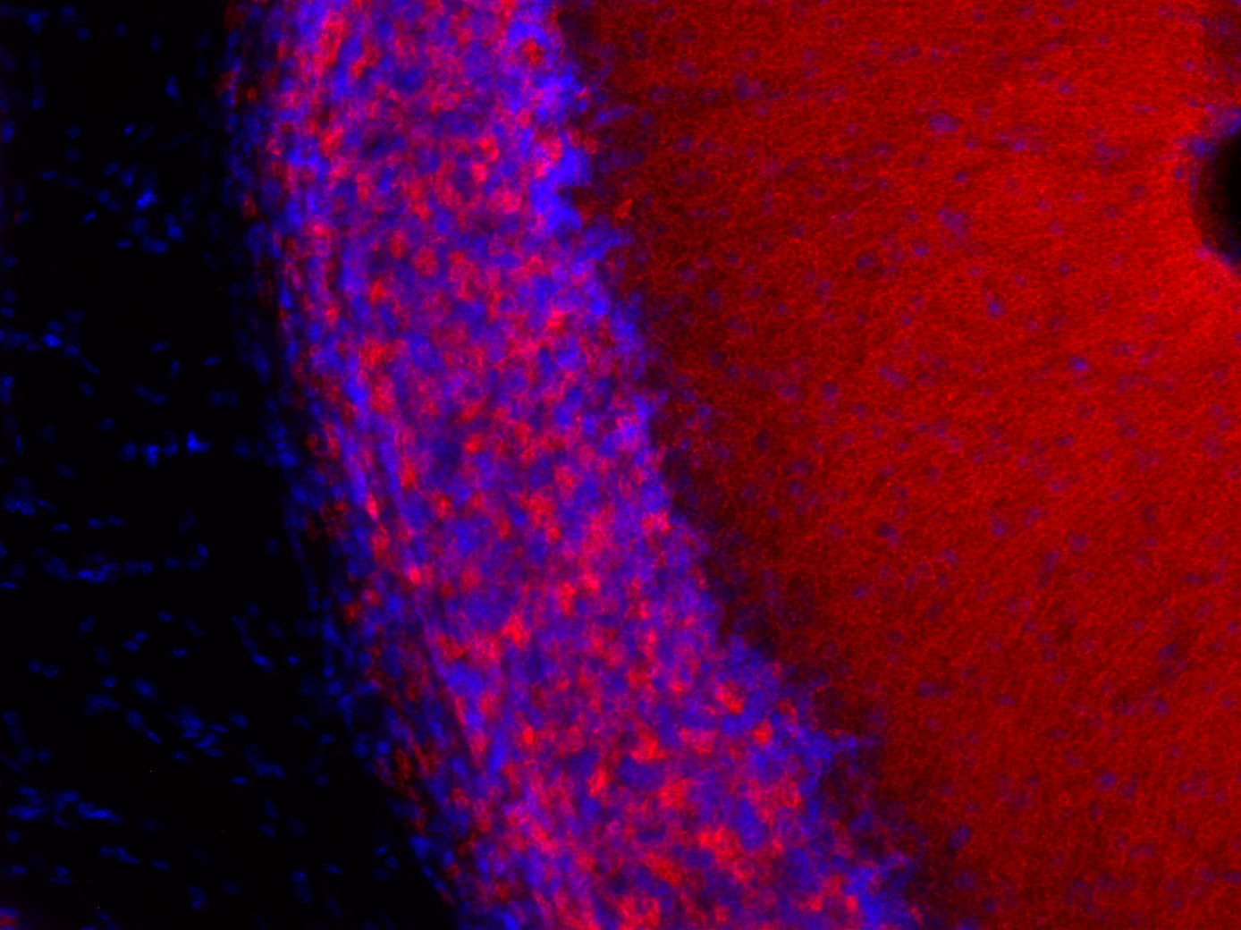 GABA-A receptor alpha1 Recombinant rabbit - image 3