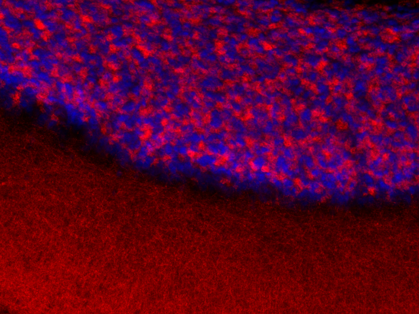 GABA-A receptor alpha1 Recombinant rabbit - image 5