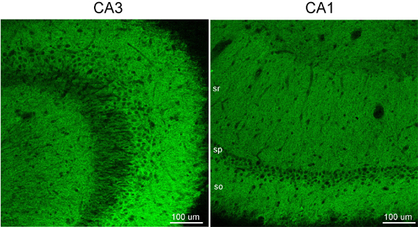 GABA-A receptor alpha5 Polyclonal rabbit purified antibody - image 3