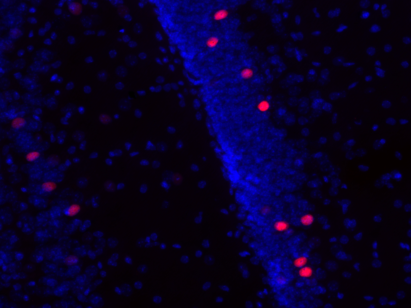 c-Fos Recombinant rabbit - image 3