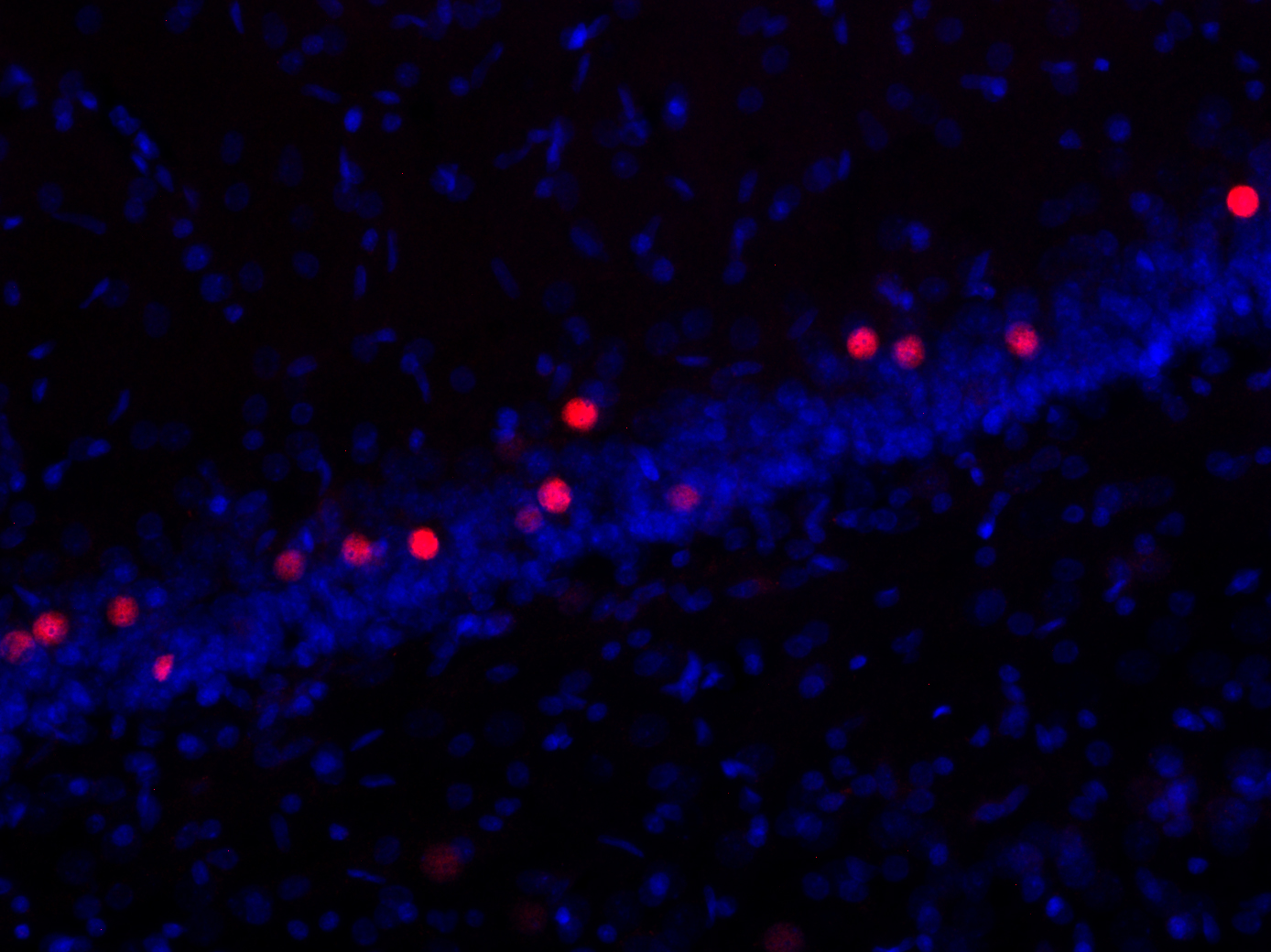 c-Fos Recombinant rabbit - image 4