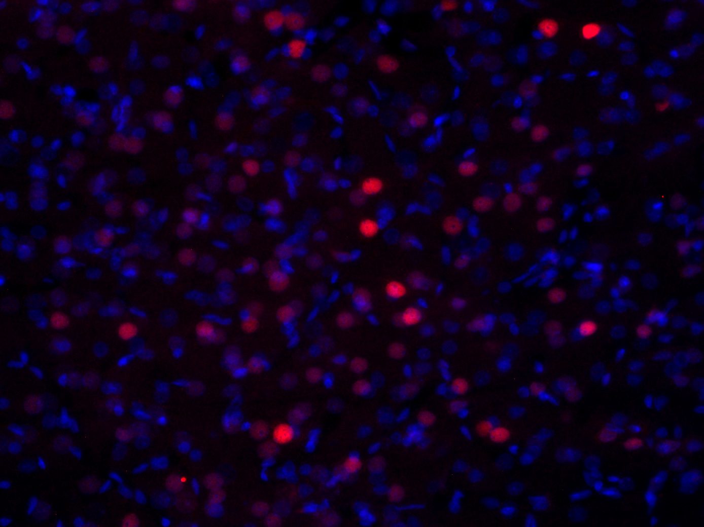 c-Fos Recombinant rabbit - image 5