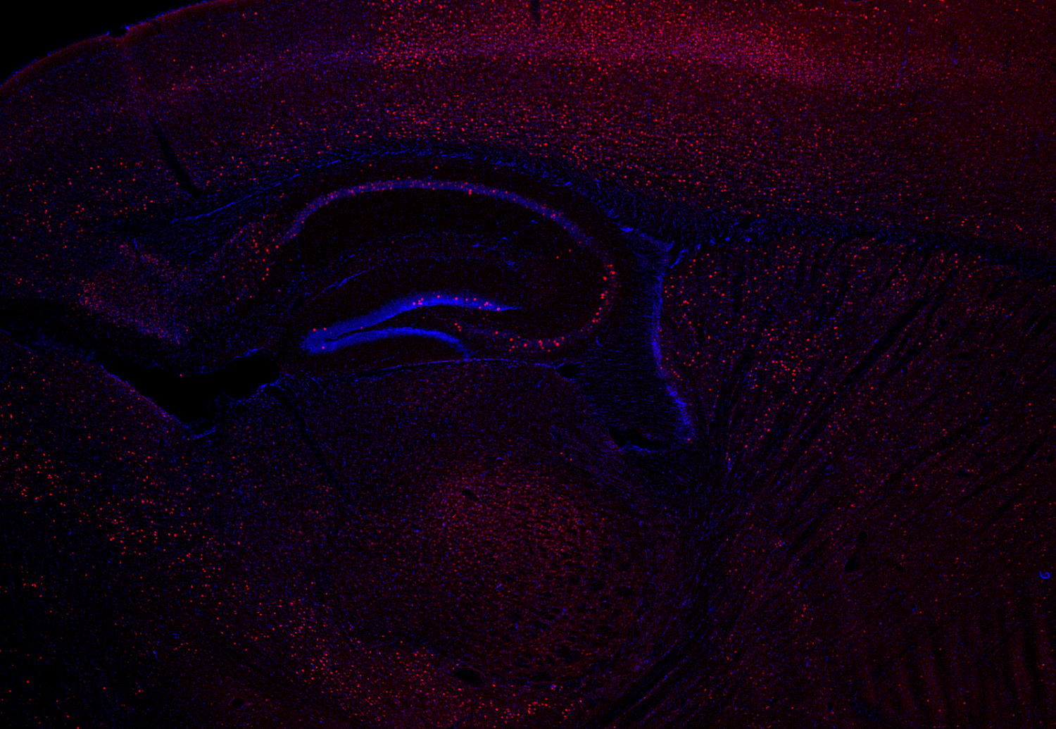 c-Fos Recombinant chicken - image 4