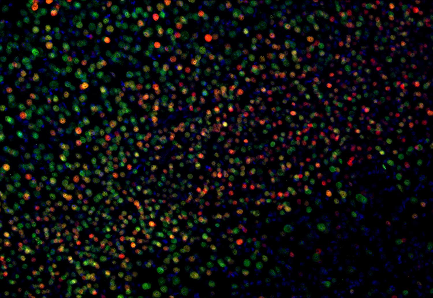 c-Fos, Recombinant human