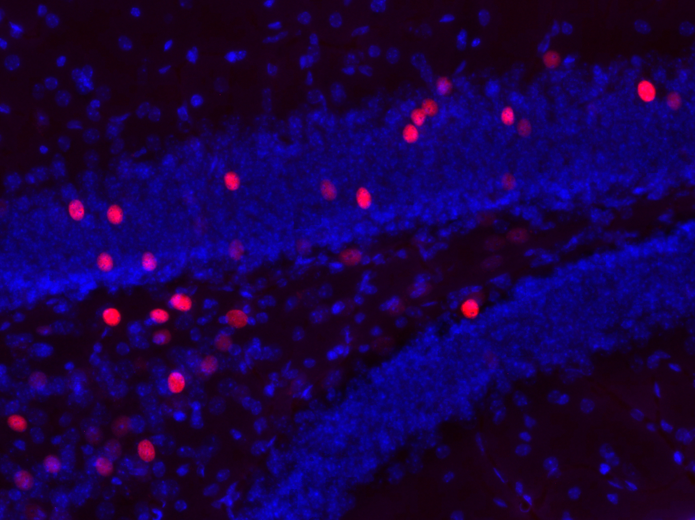 c-Fos Recombinant Guinea pig - image 3