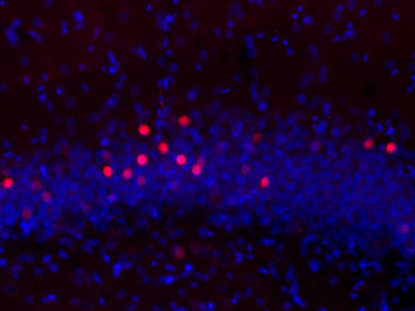 c-Fos Recombinant Guinea pig - image 4