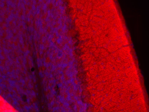SV31, Polyclonal rabbit antiserum