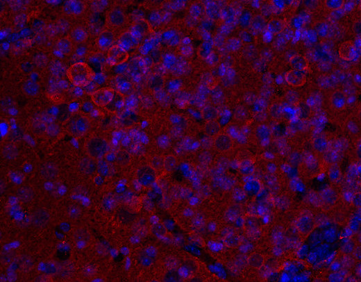 gamma-Enolase Polyclonal Guinea pig antiserum - image 3