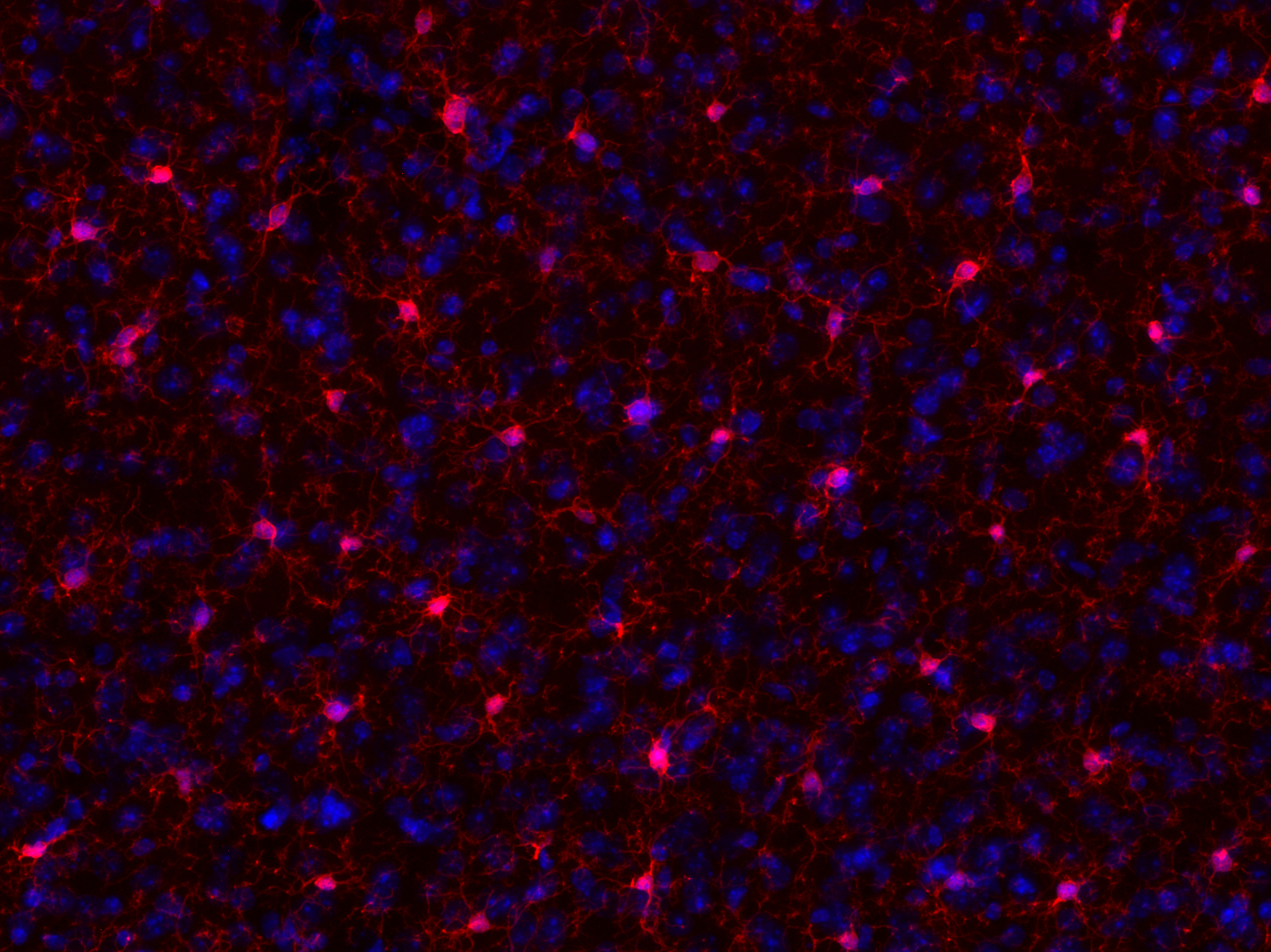 IBA1 Recombinant chicken - image 3