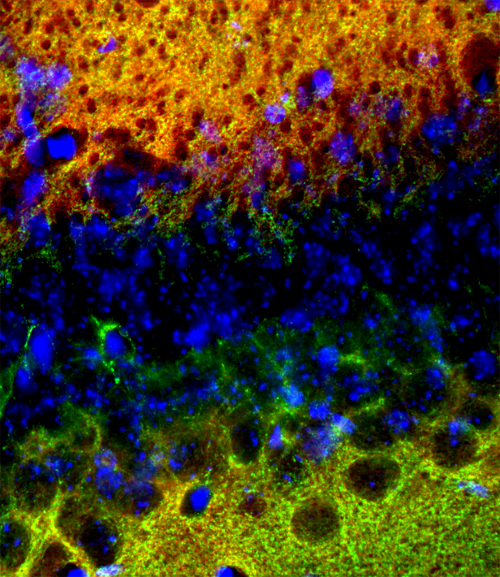 SynCAM1/2/3 Polyclonal rabbit purified antibody - image 3