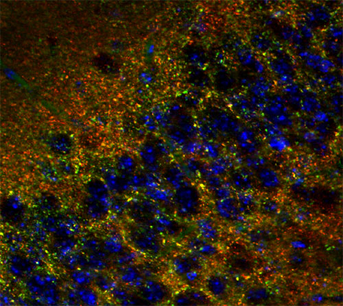 Mover, Polyclonal rabbit purified antibody