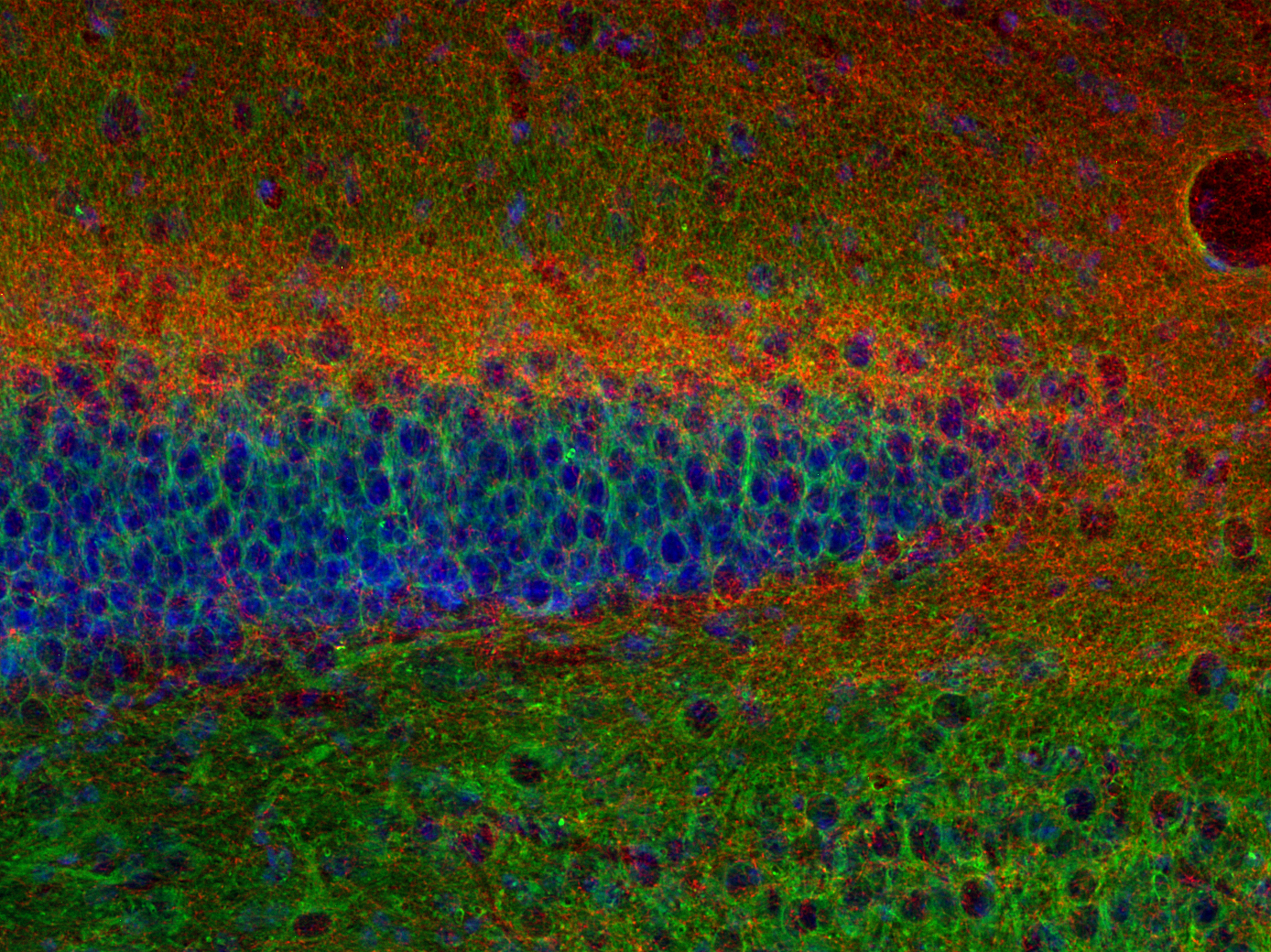 Cannabinoid receptor CB1-R Recombinant rabbit - image 2
